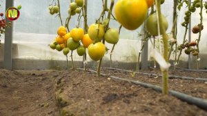 ОЧЕНЬ УРОЖАЙНЫЙ ТОМАТ до 16,0 кг кв.м. Гибрид томата Жозефина.