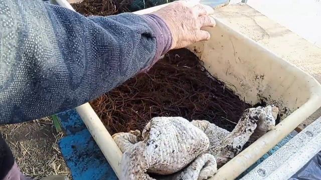 Малина Ежевика размножение ранней весной смотреть онлайн