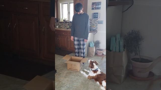 chester playing box game homework week 1 смотреть онлайн