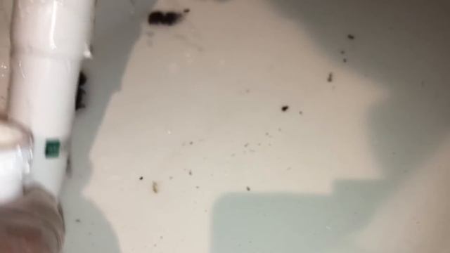 【詰まり抜き】物を落とした！流れが悪い！そんなときはまずはここを確認してみてください！高圧洗浄未使用で職人による掃除で排水管きれいに！すっきり！[drain][排水溝掃除][現場] смотреть онлайн