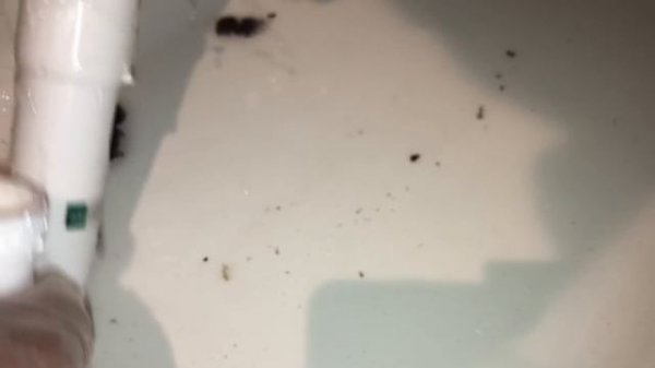 【詰まり抜き】物を落とした！流れが悪い！そんなときはまずはここを確認してみてください！高圧洗浄未使用で職人による掃除で排水管きれいに！すっきり！[drain][排水溝掃除][現場]