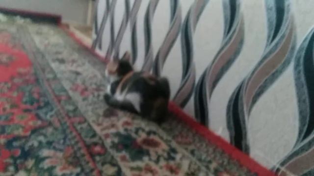 Кошка гадит что делать?? смотреть онлайн