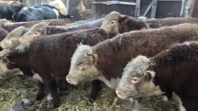 Бычки герефорды на продажу +7 906 871 83 83 смотреть онлайн