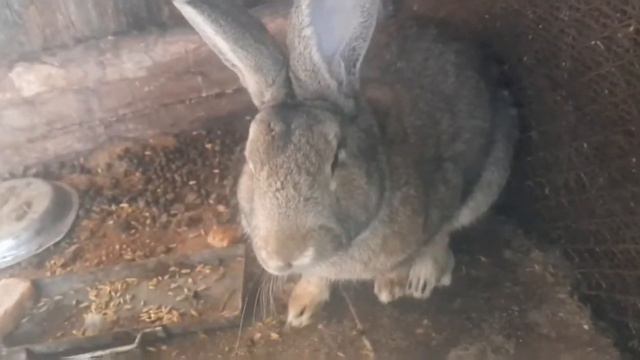 Это ужас!!😰\ Потеряли крольчат..😭\ с.л.у.ч.к.а смотреть онлайн