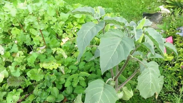 СЕНТЯБРЬ 2018 МОЙ САД и ОГОРОД / Garden's tour September 2018 смотреть онлайн