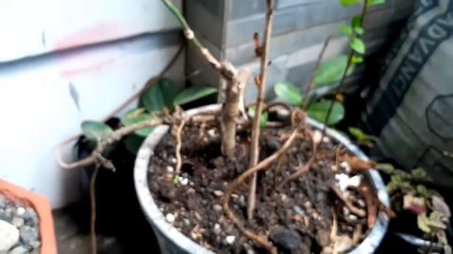 Epipremnum Pinnatum (Monstera Dragon Tail plant) [TIBATIB] NO MORE MOSS POLES @LeonSilvaVlog смотреть онлайн