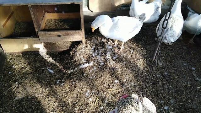 Как узнать когда гусак топчет гуску?! смотреть онлайн