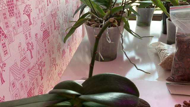 КОРА,КЕРАМЗИТ,ВУЛКАНИЧЕСКАЯ ЛАВА!!! САЖАЮ СИНГОЛО смотреть онлайн