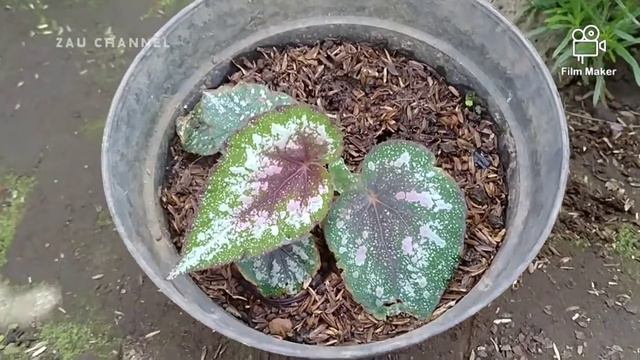 WOW!! KIND OF GREAT BEGONIA смотреть онлайн