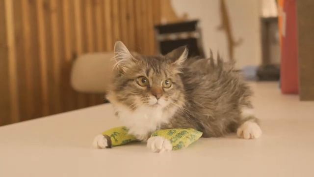 Про бездомных животных смотреть онлайн