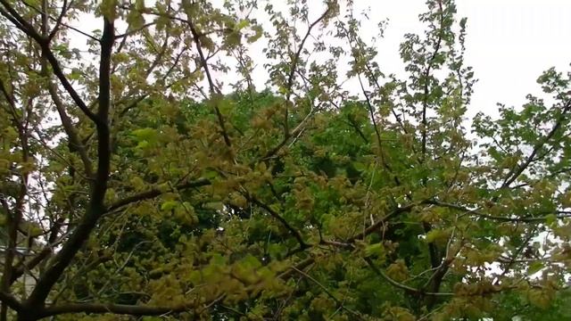 "ПЕРЕЗВОНОМ КАПЕЛИ" Авторские Стихи. Free footage смотреть онлайн