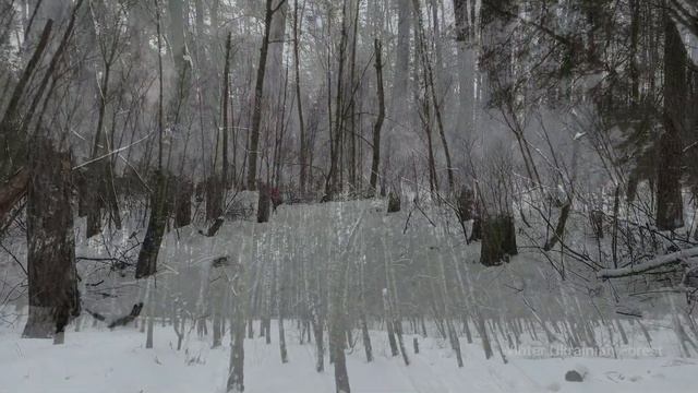 Футаж Зима словно Антарктида холодная.Украинский зимний лес. Winter Forest Тест видео Айфон 12 смотреть онлайн