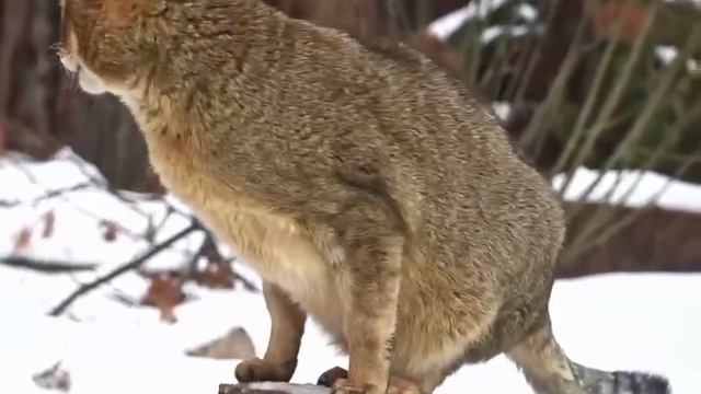 Камышовый 🐈 кот Заури😃👍 смотреть онлайн