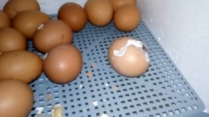 инкубация цыплят в домашних условиях, вылупление, первые дни жизни