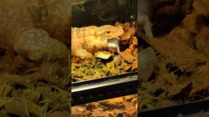 Варан съедает мышь за 4 минуты. Большую ящерицу решили покормить. Чем питается варан в зоомагазине.
