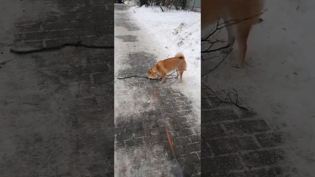WOW🦊 Огромная палка для маленькой собачки сиба-ину Юки🦊. Невозможно пройти мимо) смотреть онлайн