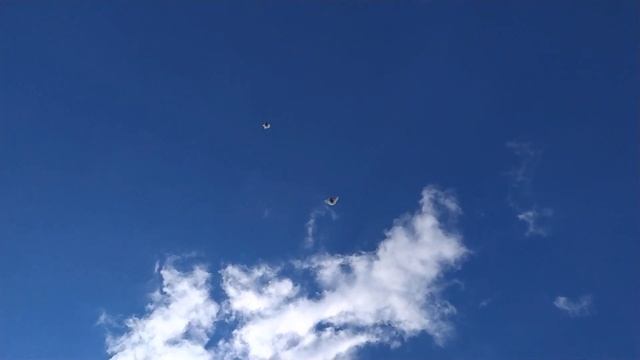 Белые Голуби - украшение любого двора у любителя голубей. Николаевские Голуби. смотреть онлайн