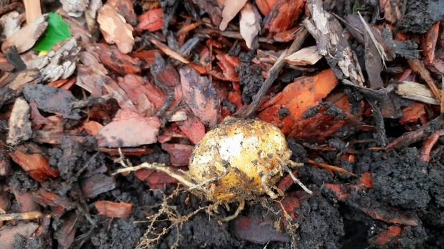 ОСЕННЯЯ ПОСАДКА ЛУКОВИЦ ЛИЛИЙ. КОГДА И КАК САЖАТЬ.МОЙ МЕТОД ПОСАДКИ С ПРИМЕНЕНИЕМ ПЕСКА. смотреть онлайн