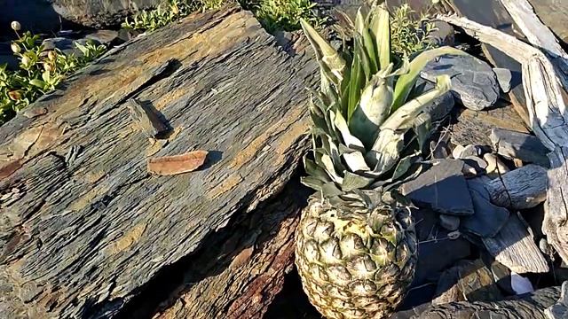 Родиола Арктическая поиск Rhodiola arctica смотреть онлайн