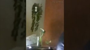 Котики