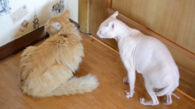 Сфинкс и сибирский кот))) первая встреча! смотреть онлайн