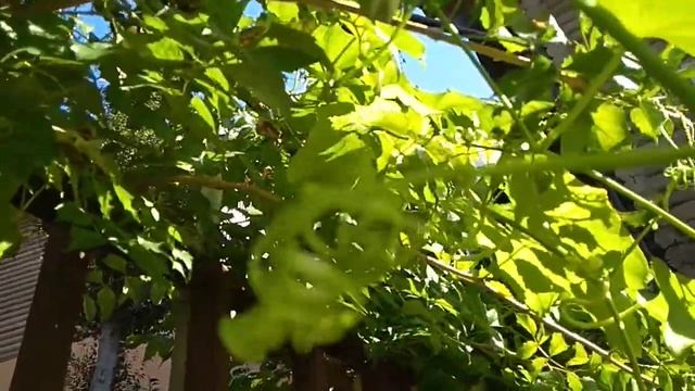 Мексиканский огурец,так он у нас в Адлере растет смотреть онлайн