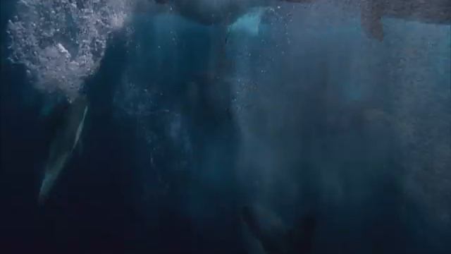 Animal Planet HD brand spot смотреть онлайн
