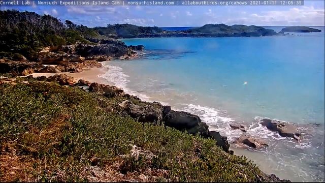 Бермуды. Бермудский тайфунник (Кахоу).Bermuda. Bermuda typhoon (Cahow). смотреть онлайн