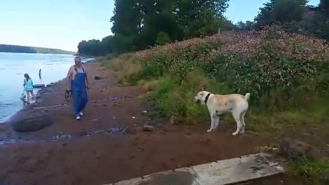 Алабай Эмир смотреть онлайн