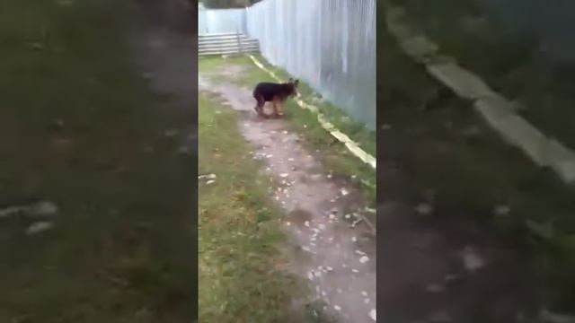 Немецкая овчарка в Азербайджане смотреть онлайн