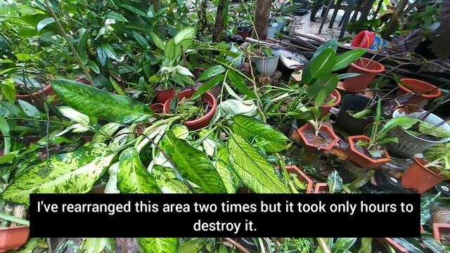 What Super Typhoon Odette/Rai Signal No. 3 Had Done to my Garden смотреть онлайн