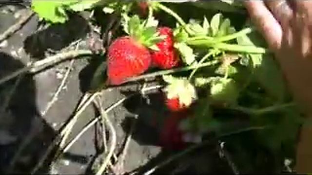 сорт Свит Эви смотреть онлайн