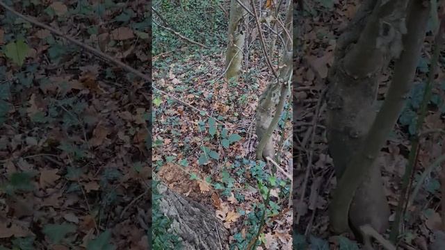 Это гриб Баран, который редко встречается в лесу смотреть онлайн