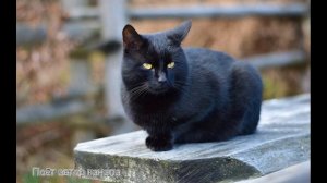 Чёрный кот. Поёт автор канала.