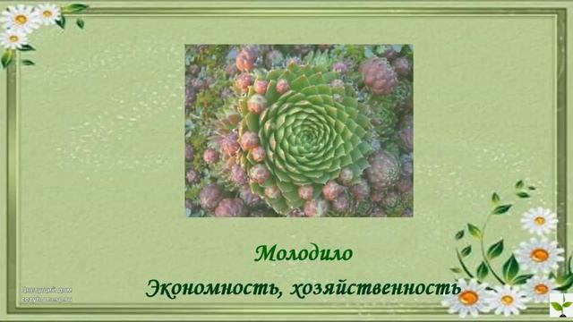 Язык цветов. смотреть онлайн