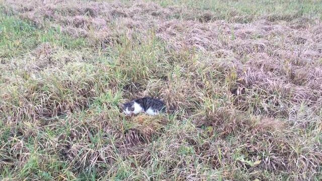 400 ЛЕТ КЛАД ЛЕЖАЛ ПОД КАМНЕМ И Я ЕГО НАШЕЛ!!! смотреть онлайн