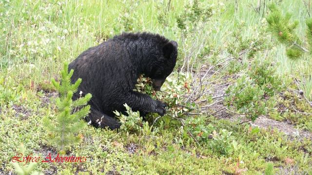 Black BEAR Eating Berries In Banff National Park