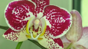 ЛИПКИЕ КАПЛИ на ЛИСТЬЯХ и ЦВЕТОНОСЕ ОРХИДЕИ. ГУТТАЦИЯ - ПАНИКА или РАДОСТЬ?