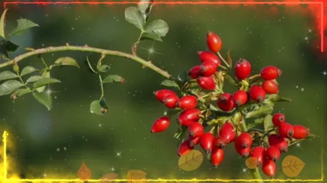 Красивая песня о любви ♥ Шиповник ♥ смотреть онлайн
