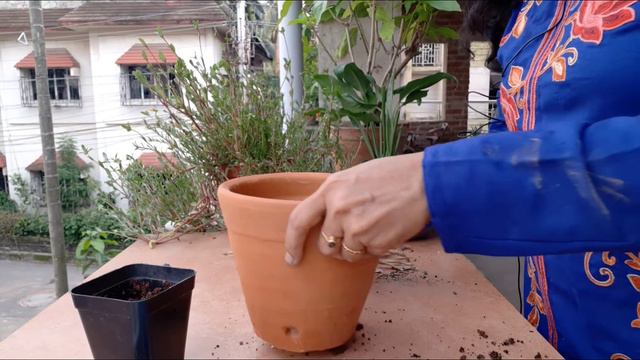 Repotting of Calathea Lancifolia plant.(Rattle snake) ক্যালাথিয়া ল্যানসিফোলিয়ার রিপটিং।#indoorplant смотреть онлайн
