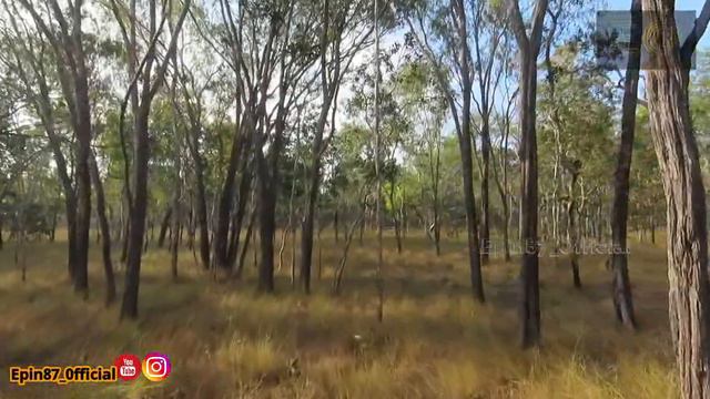 Kanguru Merauke Satwa Endemik смотреть онлайн