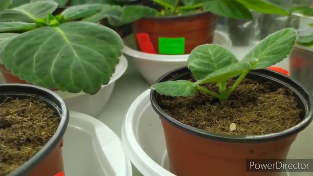 ОТ СЕМЯН ДО ЦВЕТЕНИЯ ГЛОКСИНИИ ,ПРОШЛО 5 МЕСЯЦЕВ смотреть онлайн