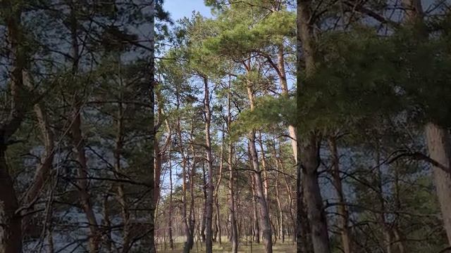Участок пгт.Обуховка. Днепр ул. Терновая. 10+9 соток смотреть онлайн