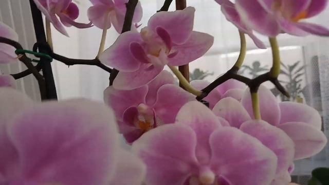 116)ОРХИДЕИ В КЕРАМЗИТЕ-МОИ ВЫВОДЫ И....ЕЩЁ НЕМНОЖКО О ЛЕГО ФАНТАСТИК И КОТИКЕ? смотреть онлайн