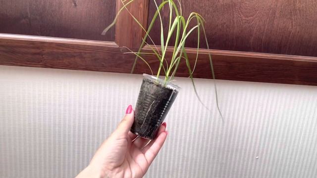 Пампасная трава. Кортадерия. смотреть онлайн