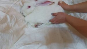 Что делать если крольчиха не кормит крольчат! Сколько молока съедают крольчата в первые дни жизни.