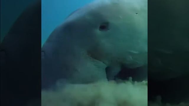 Морская корова смотреть онлайн