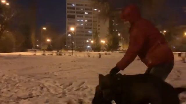 Передержка собак в частом доме смотреть онлайн