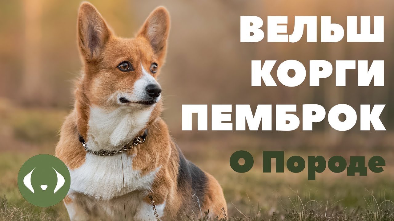 Вельш-корги-пемброк - О породе - Как выбрать щенка? смотреть онлайн