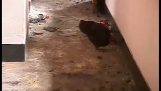 В индийском штате Западная Бенгалия мусульманские радикалы терроризируют семьи протестантов смотреть онлайн